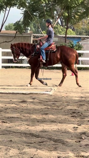 Exploring the Slow Trot Technique in Horse Riding
