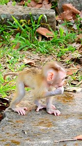 This is absolutely beautiful small baby monkey newborn find food | Monkeys Daily