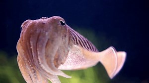 Closeup Cuttlefish Swimming Aquarium Adult Cuttlefish Stock Footage Video (100% Royalty-free) 3775532203 | Shutterstock