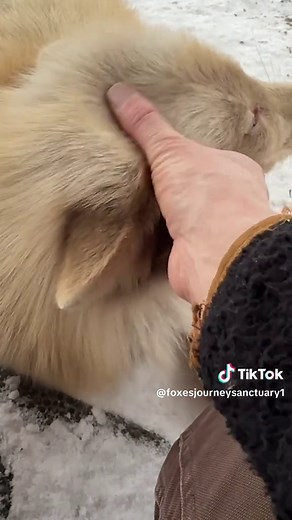 Explore the Luna Fox Sanctuary for Red Foxes