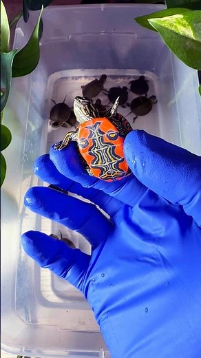 Western painted turtle(Chrysemys picta bellii) #turtle#education#science#conservation#reptile#nature