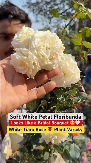 Tiara White Rose 🤍🌹 | Heavy Blooming Beauty for Every Garden