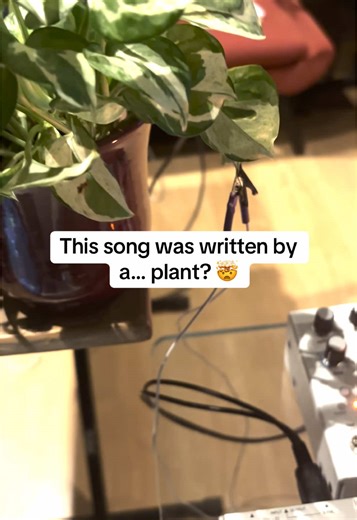 Plants are way easier to work with than people. This variegated pothos SHOWED UP! The ringy belly thing is where we started - thats the plant biosonified. The rest of this madness is us messing around ✨ Props to Kabeer Kathpalia aka OAFF #synth #musiciansoftiktok #plantmusic #bombay