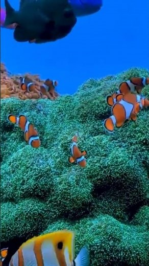 🐱 CAT TV 🐟 Colorful Tropical Fish Aquarium | Cat Game #Shorts