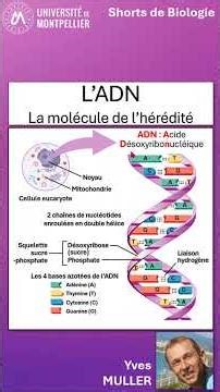 13. DNA: the molecule of heredity