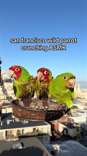 San Francisco Wild Parrots Crunching ASMR | Fleet Week Feeding