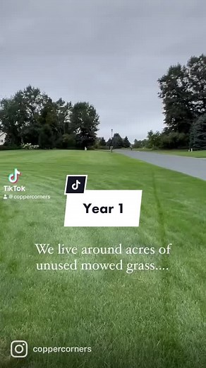 Beautiful Wildflower Areas in Our Front Yard Year 1