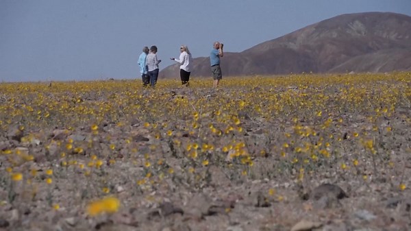 «Superbloom»: Das Death Valley erstrahlt im Blumenmeer