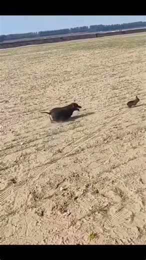 Whether you run sight hounds or beagles. Lets be honest...........rabbit hunting is where its at! #doghunters #houndlife #dowhatyoulove #getoutside #rabbit | Nathan Lopez