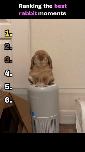 Ranking the best rabbit moments