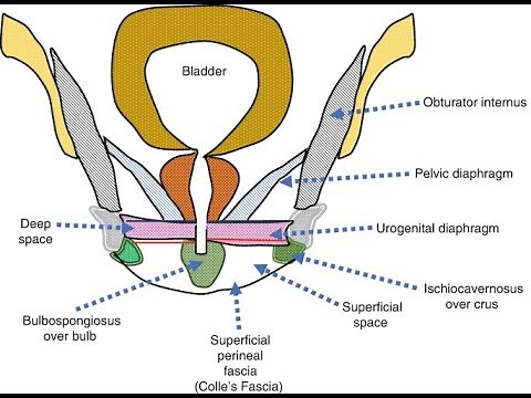 Differences between the pelvic diaphragm and the urogenital diaphragm