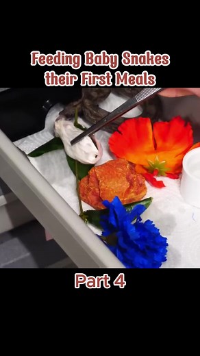 Feeding Baby Snakes: What do they Eat and Drink