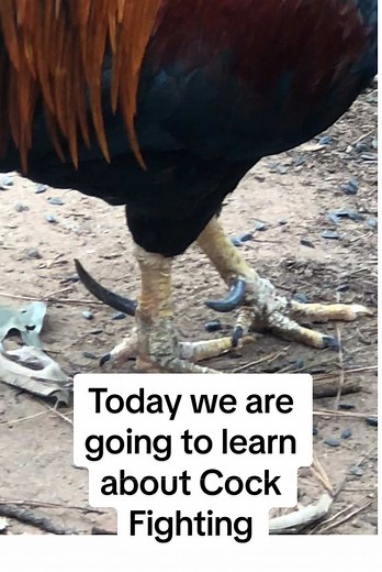 Understanding Cock Fighting: History and Practices