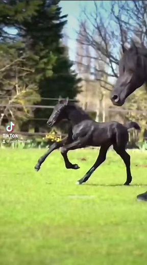 Joyful Black Foal Playing in Green Pastures