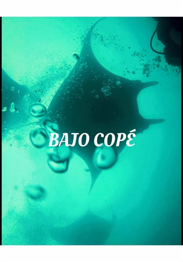 BAJO COPÉ EL DÍA DE HOY: TEMPORADA 2025 @Recomendaciones Ballenas jorobadas saltando en la superficie y cantando junto a las Mantarrayas gigantes durante las inmersiones: Bajo Copé es una cumbre sumergida en medio del océano pacifico, llena de vida y formaciones caprichosas: perfecto para compartir con las mantas gigantes. #PADI #DiveWithAPurpose #OceanProtection #Manabi #PuertoLopez