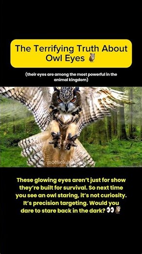 The Terrifying Truth About Owl Eyes: What Makes Their Gaze So Haunting 🦉#shorts