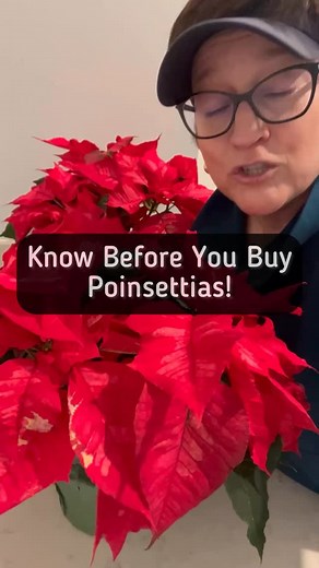Poinsettias don’t like temperatures below 50° so if you go to the store to buy yours on a day that is chilly bring a sheet and drape the plant before you leave the store and leave the plant covered until you get home. I can’t always respond to comments so for those of you that are experienced gardeners, please jump in and help as much as you can. I am a Garden Coach located in the northwest suburbs of Chicago. I do on-site sessions right in your garden if you live in the Chicagoland area. Click 
