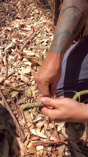 517K views · 8K reactions | Great demo from @academia.arborista ! The...