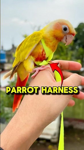 Parrot Life saver Harness #birds #minivlog #minivlog