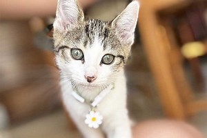 Quels sont les inconvénients des colliers GPS pour chats ?