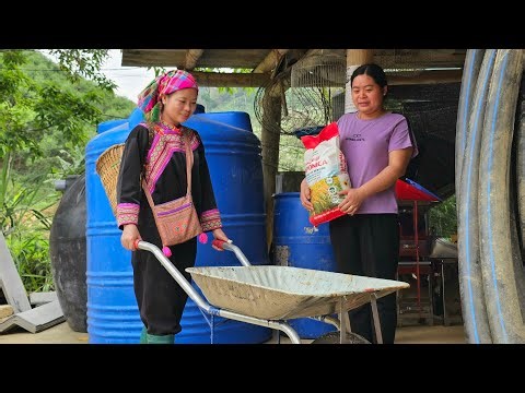 Mountain Survival Life: Trieu Dung Harvests Papaya, Buy Food & a New Wheelbarrow!