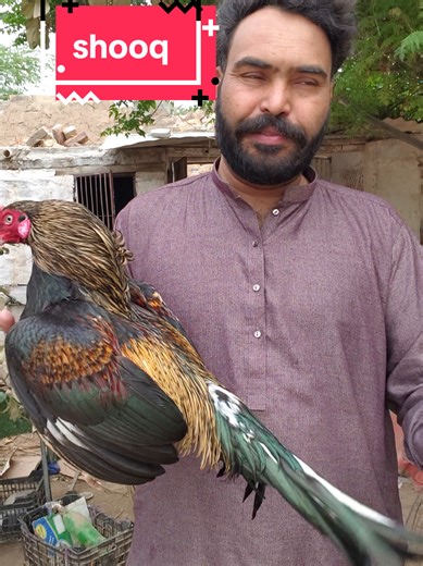 Understanding Aseel Lovers and Murgha Culture