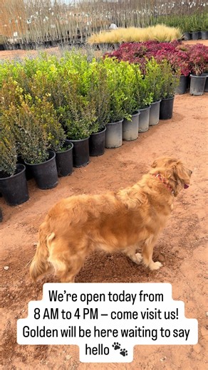 Green Nursery El Paso 🌿 Plants, trees, cacti, and much more! 📍 4005 Century Dr, El Paso, TX 📞 1 (915) 300-5154 Mon–Fri: 8:00 AM – 4:30 PM Saturday: 8:00 AM – 4:00 PM 🚚 Delivery available