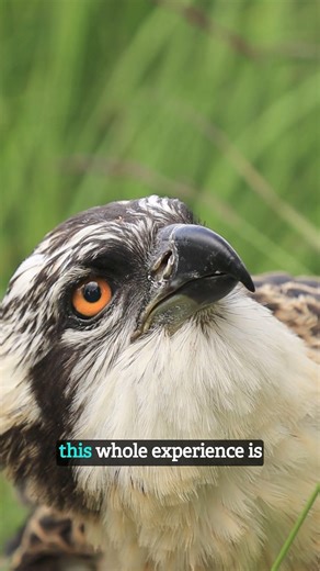 29K views · 733 reactions | Here's a little insight into how our...