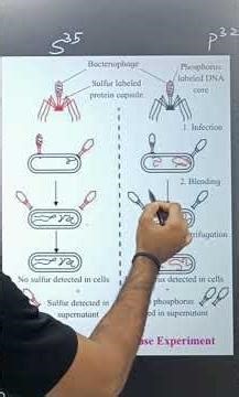 Harshey and Chase experiment || class 12th || Mh Board || NCERT || NEET.