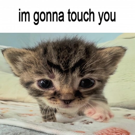 Funny Cat Memes Compilation