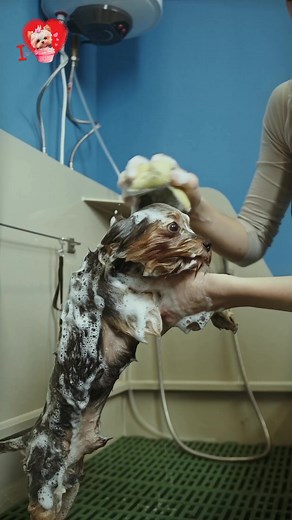 2.1K views · 164 reactions | After Taking a Bath #yorkie #yorkshireterrier | I Love Yorkshire Terrier | Facebook