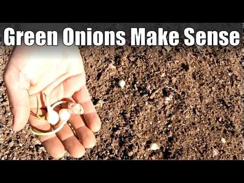 Why Green Onions Make Sense