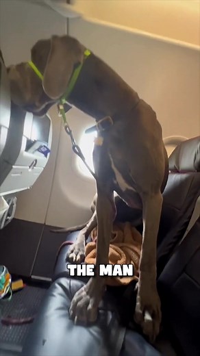 Travelling with a HUGE Great Dane Dog on a Plane!