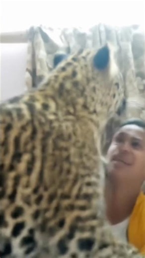 short video viral kasie kare #viral #shortvideos #trands #lion #comedy