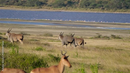 Common Eland herd walking along the shores of a soda lake in Ndutu, Tanzania, with a Hartebeest in the foreground. 4k slow motion video.