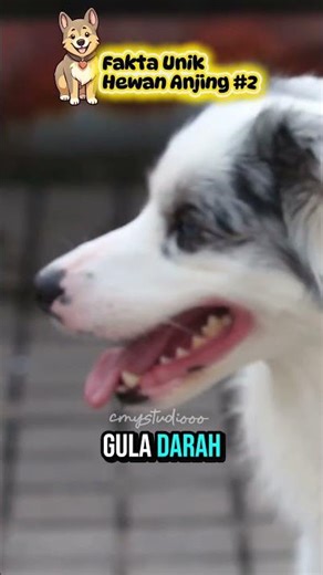 Fakta Unik Hewan Anjing #2 #faktaunik #hewan #anjing #pets #dog