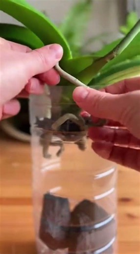 Comment récupérer une orchidée malade et refaire pousser ses racines