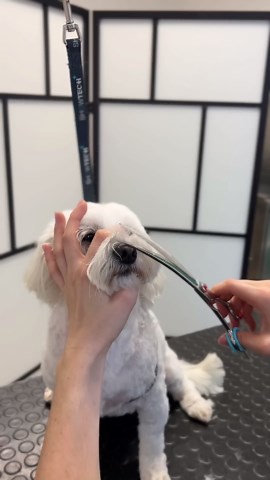 Adorable Maltese grooming transformation | Professional small dog haircut & styling