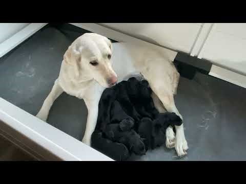 Tiny Puppy Sounds – First Days of Life