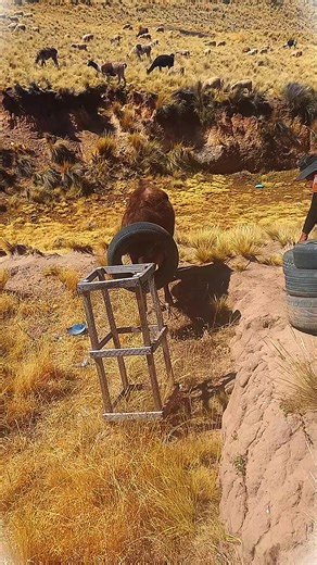 Explora la Belleza del Altiplano Boliviano