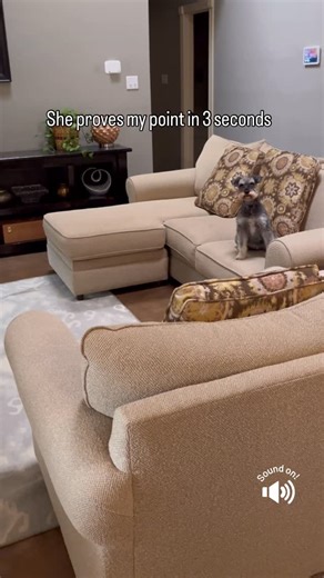 🌼Junebug🌼 on Instagram: "She definitely knows and is quite proud of it 😂 🤪 If you were wondering if she does this stuff on purpose just for laughs, here’s your answer. It’s just her doing her own thing and sometimes I happen to have a camera. ⁣⁣⁣⁣⁣⁣⁣⁣⁣⁣⁣⁣⁣⁣⁣⁣⁣⁣⁣⁣⁣⁣⁣⁣⁣⁣⁣⁣⁣⁣⁣⁣⁣⁣⁣⁣⁣⁣⁣⁣⁣⁣⁣⁣⁣⁣⁣⁣⁣ #minischnauzer #schnauzer⁣⁣⁣⁣⁣⁣⁣⁣⁣⁣⁣⁣⁣⁣⁣⁣⁣⁣⁣⁣⁣⁣⁣⁣⁣⁣⁣⁣⁣⁣⁣⁣⁣⁣⁣⁣⁣⁣⁣⁣⁣⁣⁣⁣⁣⁣⁣⁣⁣⁣⁣⁣⁣⁣⁣⁣⁣⁣⁣⁣⁣⁣⁣⁣⁣⁣⁣⁣⁣⁣⁣⁣⁣⁣⁣⁣⁣⁣⁣⁣⁣ #mydogisweird #dogsofinstagram⁣⁣⁣⁣⁣⁣⁣⁣⁣⁣⁣⁣⁣⁣⁣⁣⁣⁣⁣⁣⁣⁣⁣⁣⁣⁣⁣⁣⁣⁣⁣⁣⁣⁣⁣⁣⁣⁣⁣⁣⁣⁣⁣⁣⁣⁣⁣⁣⁣⁣⁣⁣⁣⁣⁣⁣⁣⁣⁣⁣⁣⁣⁣⁣⁣⁣