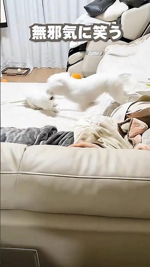 [White Storm] Bichon Blitz in the fluffy white living room #BichonFrise #MultipleDogs