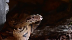 A Close Up Of Snakes Face Eyes Tongue Stock Footage SBV-326848414 - Storyblocks