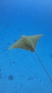 18K views · 965 reactions | The Unicorn of the Sea – The Ornate Eagle...