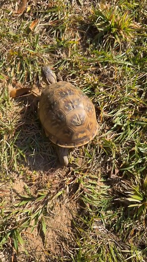 26 reactions · 21 comments | I never seen a turtle  move this fast. I think the kids scared him. #job | Valerie Stewart | Facebook