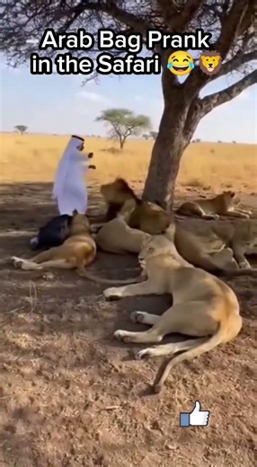 Arab Bag Prank in the Safari 😂🦁