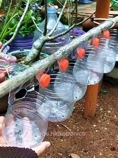 Aprende a cultivar tus propias hortalizas con hidroponía 🥬💧 y disfrutá alimentos frescos desde tu casa #Hidroponia #cultivo #huertas #hidroponic #huertoencasa #HuertoUrbano