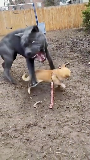 pawsitive vibes on Instagram: "This is why your dog secretly judges you 🦮👇 1. Your Inconsistent Rules: Dogs thrive on routine and consistency, so when you let them on the couch one day but scold them the next, they can’t help but give you the side-eye. 2. Leaving Them Alone Too Long: Dogs are pack animals, and leaving them alone for hours on end makes them wonder why you don’t spend more time with your “pack.” 3. Your Obsession with Screens: When you’re glued to your phone instead of playing w