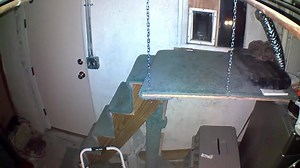 586K views · 779 reactions | Cat narrowly escapes alive, Chupacabra?...