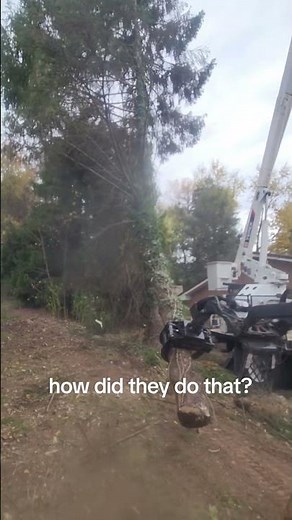 Rigging whole tree down. #tree #treeclimbing #felling #rigging #dangerous #work